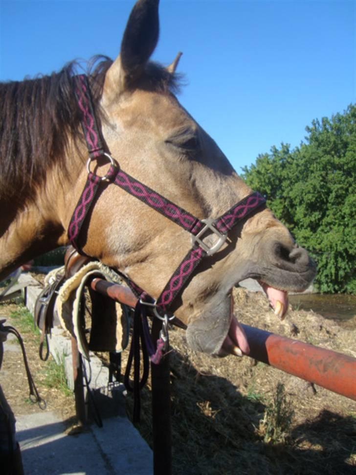 Connemara E Alouette Klubmester' 10 - Puhaaa xD. (Fotograf: Mig) billede 3