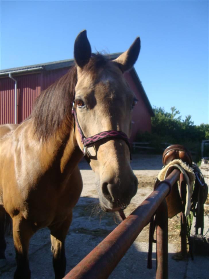 Connemara E Alouette Klubmester' 10 billede 4