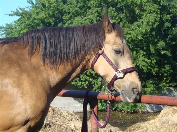 Connemara E Alouette Klubmester' 10 billede 5