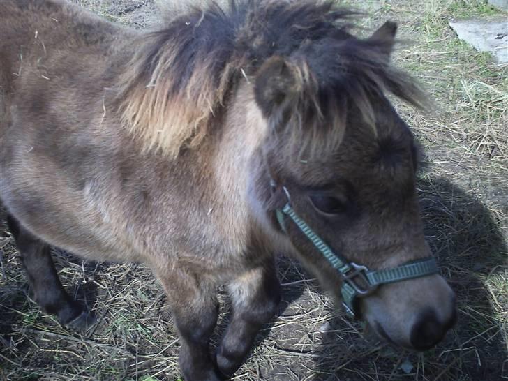 Shetlænder Yvonnes Fiona - Fiona 5 mdr. gammel billede 20