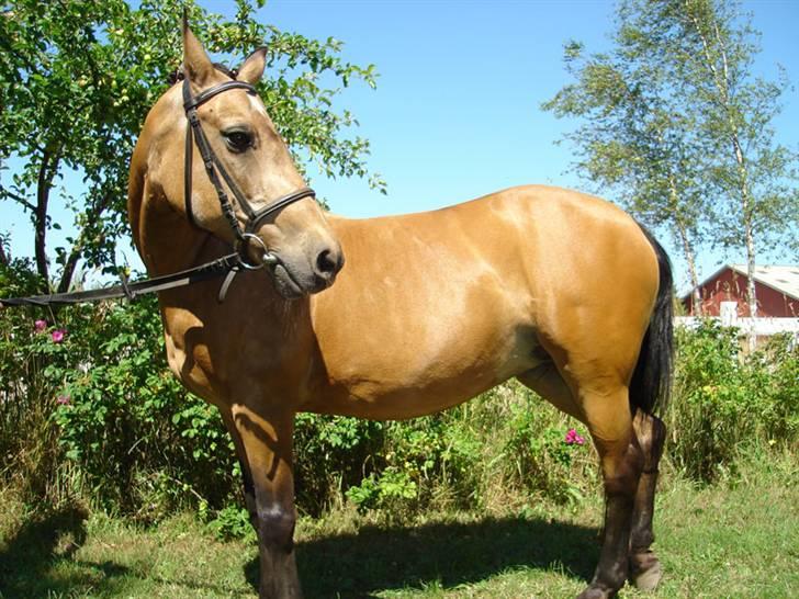 Connemara E Alouette Klubmester' 10 billede 6