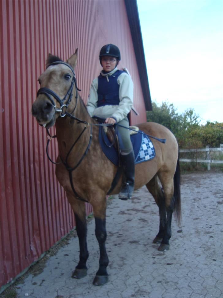 Connemara E Alouette Klubmester' 10 billede 7