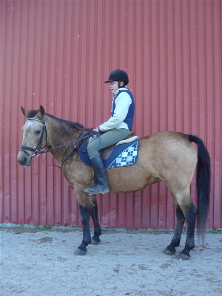 Connemara E Alouette Klubmester' 10 billede 8