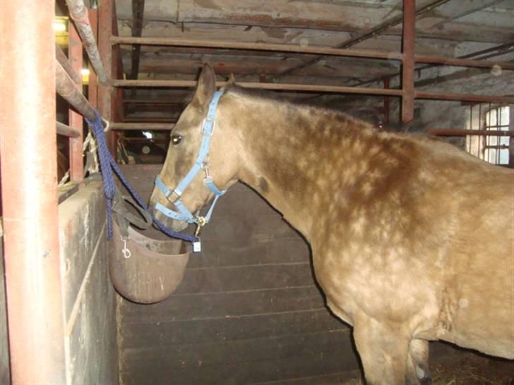 Connemara E Alouette Klubmester' 10 billede 11