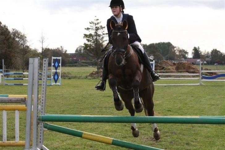 Anden særlig race Tequila billede 15