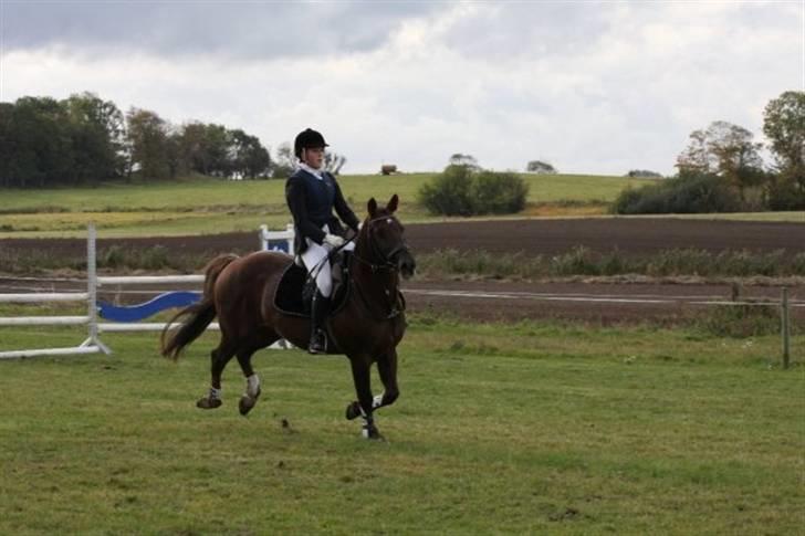 Anden særlig race Tequila billede 16