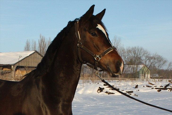 Dansk Varmblod Miti billede 2