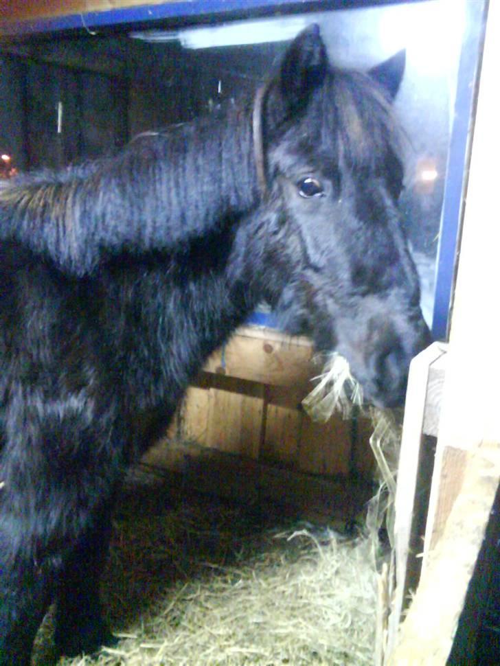 Shetlænder stella - hej kig på mig billede 1