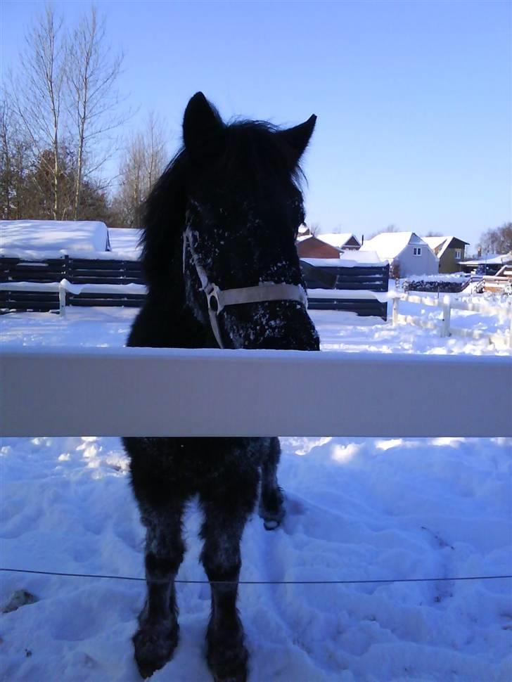 Shetlænder stella - du er også sød billede 2