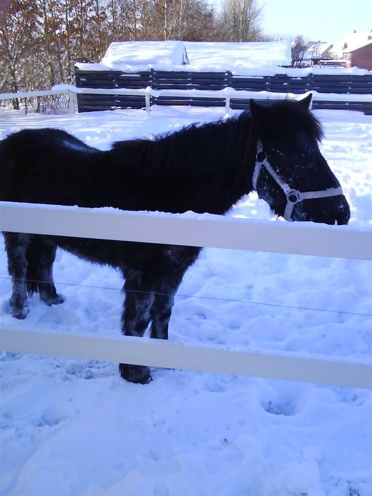 Shetlænder stella billede 3