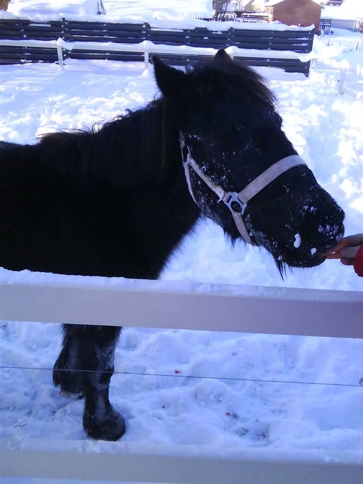 Shetlænder stella - se på mig jeg er sød billede 4