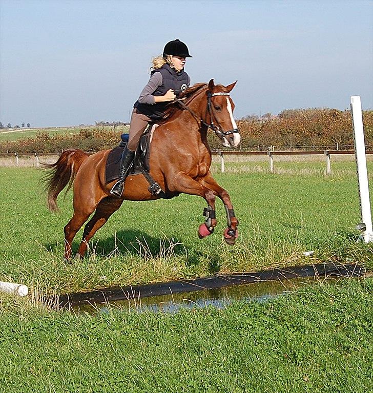 Hollandsk Sportspony Charléne of the fairplay - d. 3 okt 2010 billede 17