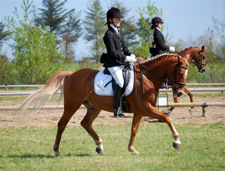 Tysk Sportspony Bukéfalos (Solgt)  - Foto: Tabita Buchholz billede 18