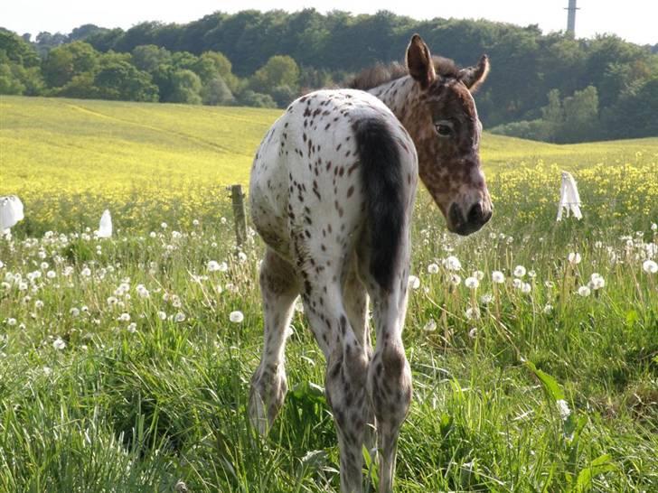 Knabstrupper Friis' Claudia KNN 2513 - Første dag på fold, 08 billede 2