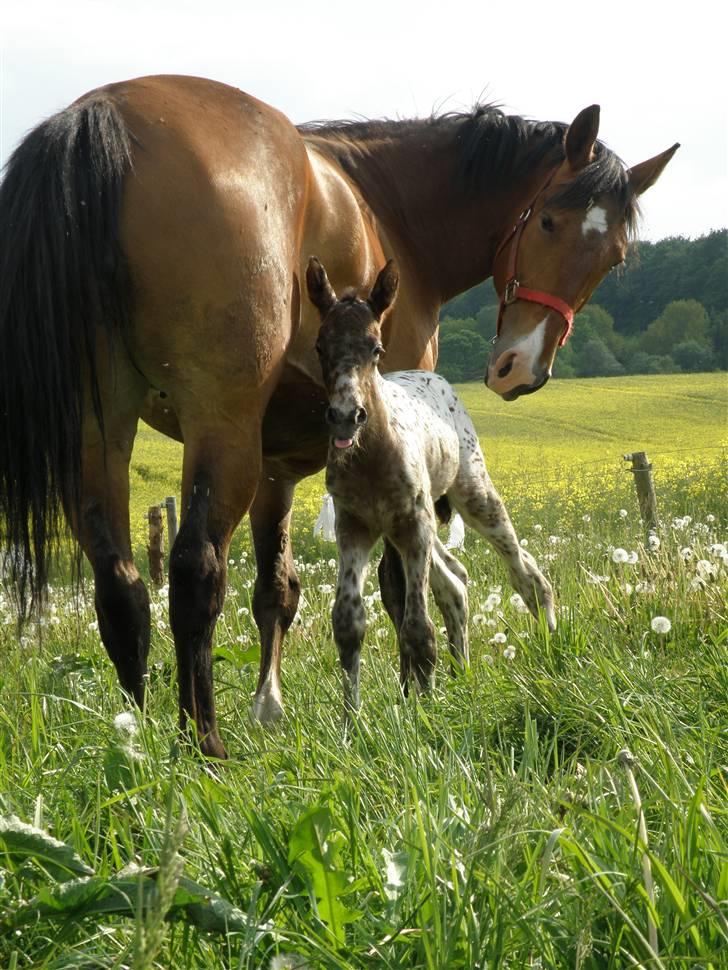 Knabstrupper Friis' Claudia KNN 2513 - "Uhmmm det var godt med en tår mælk" billede 3