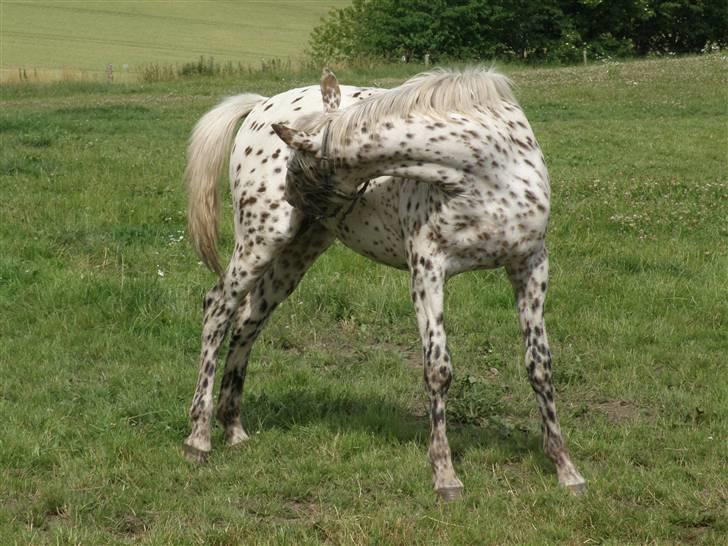 Knabstrupper Friis' Claudia KNN 2513 - 09 billede 4