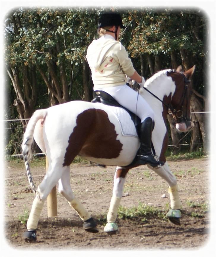 Pinto Mosedals Pinochio LANDSPONY [SOLGT] - Jamen, så smutter vi .. Tak for kigget! Smid lige en kommentar og en bedømmelse! ;) billede 18