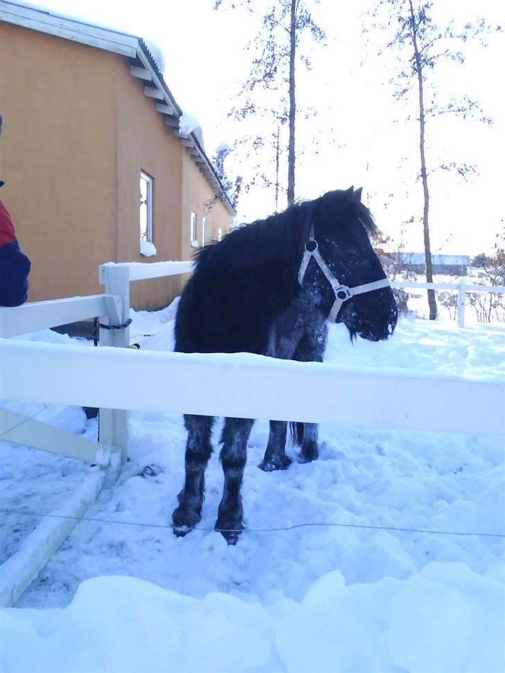 Shetlænder stella - hej her står jeg og nusser min prinssese billede 5