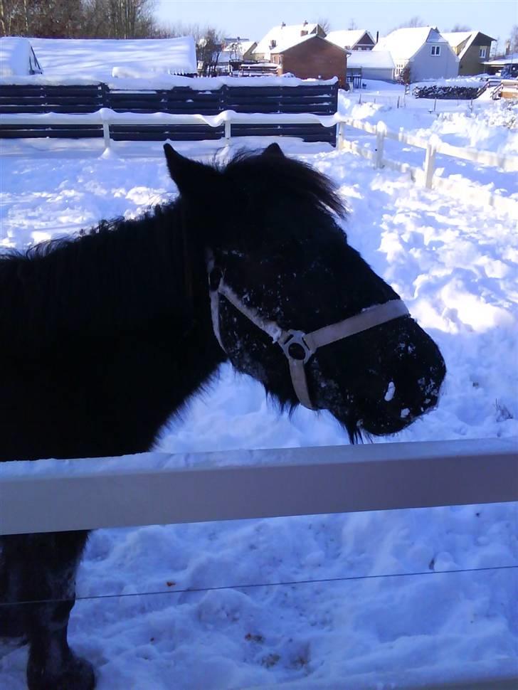 Shetlænder stella - jeg rider på min smukketse prinsse billede 6