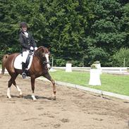 Welsh Pony af Cob-type (sec C) Bolheims Anja