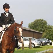 Welsh Pony af Cob-type (sec C) Bolheims Anja