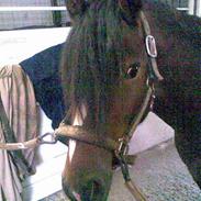 Welsh Pony af Cob-type (sec C) Gribsvads Laban