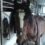 Welsh Pony af Cob-type (sec C) Gribsvads Laban