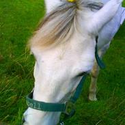 Anden særlig race Peter Pan