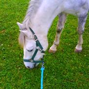 Anden særlig race Peter Pan