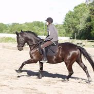 Trakehner Luna smiley