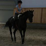 Trakehner Luna smiley