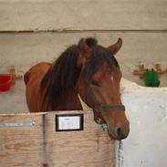 Arabisk fuldblod (OX) AC Vahn-yah R.I.P.