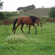 Arabisk fuldblod (OX) AC Vahn-yah R.I.P.