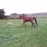 Arabisk fuldblod (OX) AC Vahn-yah R.I.P.