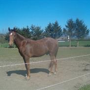 Anden særlig race spirit