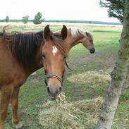 Anden særlig race spirit