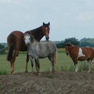 Anden særlig race spirit