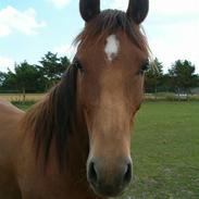 Anden særlig race spirit