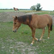 Anden særlig race spirit