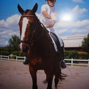 Dansk Varmblod WinzerKönig