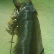 Dansk Varmblod WinzerKönig