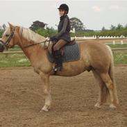 Haflinger Bailey (ejes af HDR)