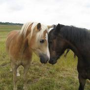 Haflinger Bailey (ejes af HDR)