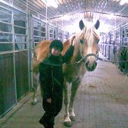 Haflinger Bailey (ejes af HDR)