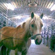 Haflinger Bailey (ejes af HDR)