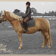 Haflinger Bailey (ejes af HDR)