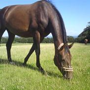 Dansk Varmblod Sarup's Copy Cat SOLGT