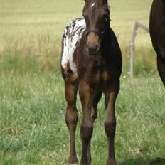 Knabstrupper Friis' Safia