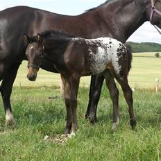 Knabstrupper Friis' Safia