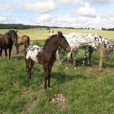 Knabstrupper Friis' Safia